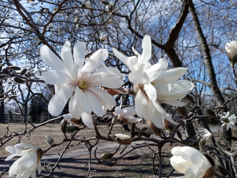 magnolia blooms