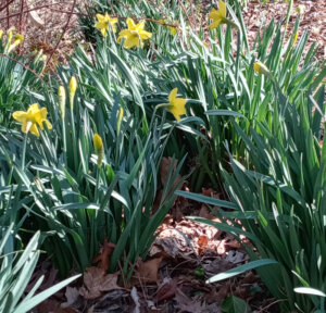 daffodil groups