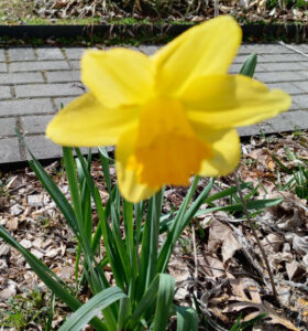 daffodil at annapolis home