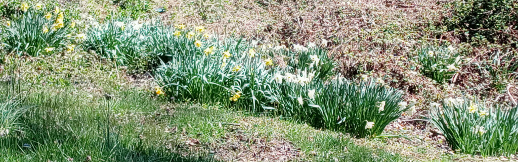 naturalized daffodils at house for sale