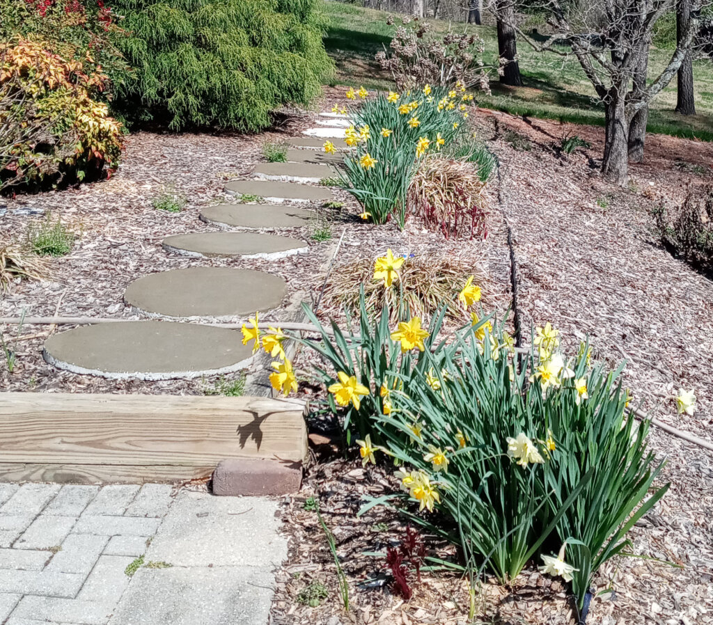 spring 2022 daffodils