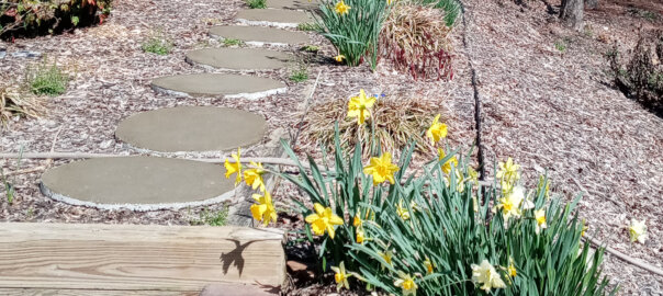 spring 2022 daffodils